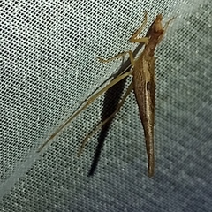 Neoxabea cerrojesusensis