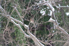 Cardinalis cardinalis