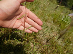 Chromolaena arnottiana