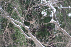Cardinalis cardinalis