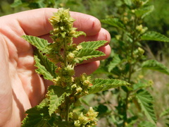 Malvastrum interruptum