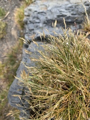 Deschampsia antarctica