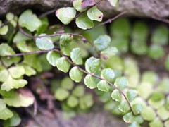 Asplenium trichomanes