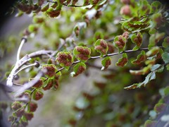 Asplenium trichomanes