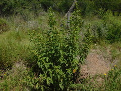 Malvastrum interruptum