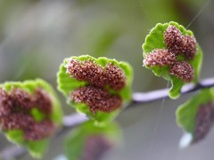 Asplenium trichomanes