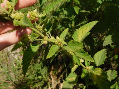 Malvastrum interruptum