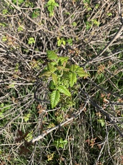 Toxicodendron diversilobum