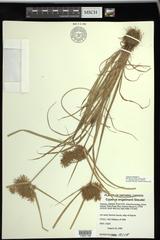 Cyperus engelmannii