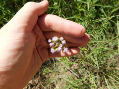 Fleischmannia prasiifolia