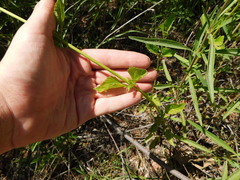 Fleischmannia prasiifolia