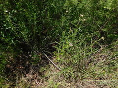 Fleischmannia prasiifolia