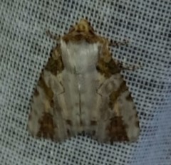 Condica hippia