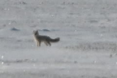 Vulpes corsac turkmenicus
