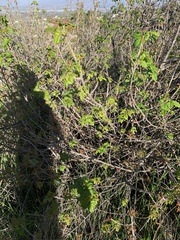 Toxicodendron diversilobum