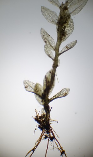 Ptychostomum cyclophyllum observed 2017-11-12