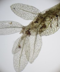 Ptychostomum cyclophyllum