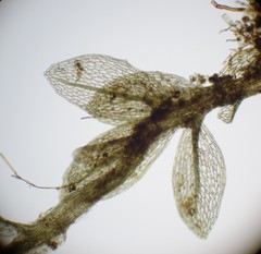 Ptychostomum cyclophyllum