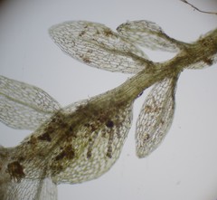 Ptychostomum cyclophyllum