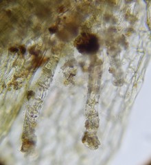 Ptychostomum cyclophyllum