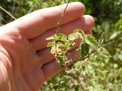 Pseudabutilon virgatum