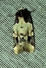 Bryolymnia roma