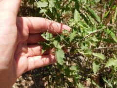 Pseudabutilon virgatum