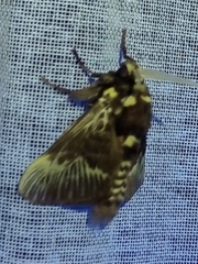 Megalopyge albicollis superba
