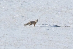 Vulpes corsac turkmenicus