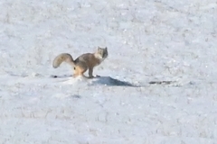 Vulpes corsac turkmenicus