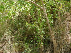 Minthostachys verticillata