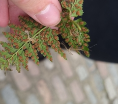 Asplenium adiantum-nigrum