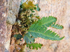 Pleopeltis pinnatifida