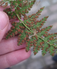 Asplenium adiantum-nigrum
