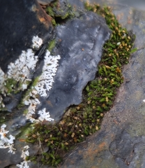 Orthotrichum diaphanum