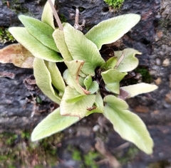 Asplenium scolopendrium
