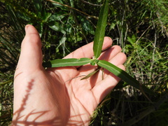 Bernardia multicaulis