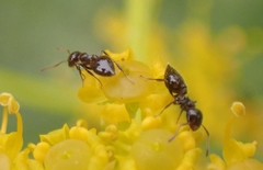 Crematogaster ionia