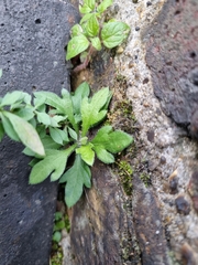 Erigeron karvinskianus