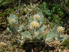 Pfaffia gnaphalioides