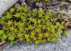Syntrichia ruralis