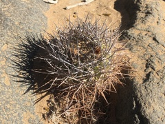 Eriosyce heinrichiana