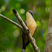 Mangrove Cuckoo - Photo (c) drjayf, some rights reserved (CC BY-NC-ND), uploaded by drjayf