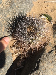 Eriosyce heinrichiana