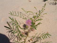 Mimosa rupertiana