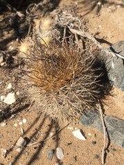 Eriosyce nigrihorrida