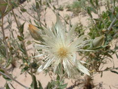 Mentzelia strictissima