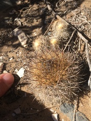 Eriosyce nigrihorrida