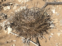 Eriosyce heinrichiana