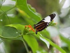 Heliconius cydno
